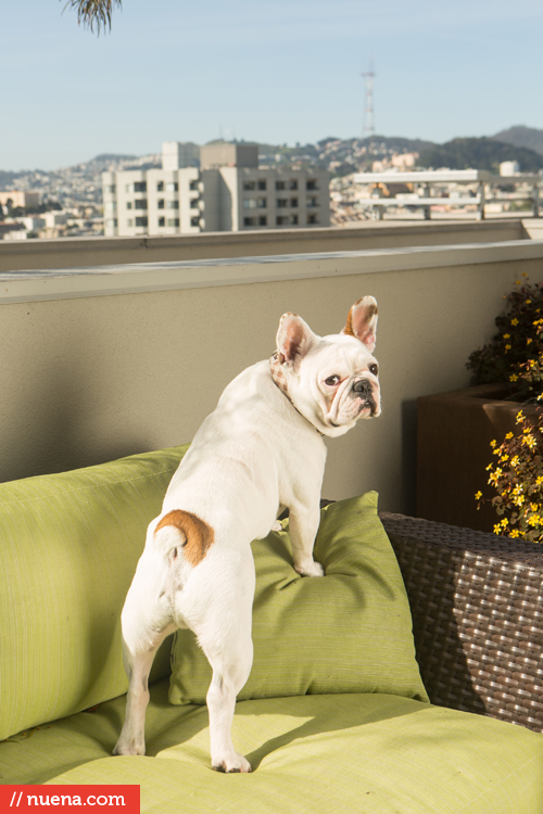 french bulldog san francisco