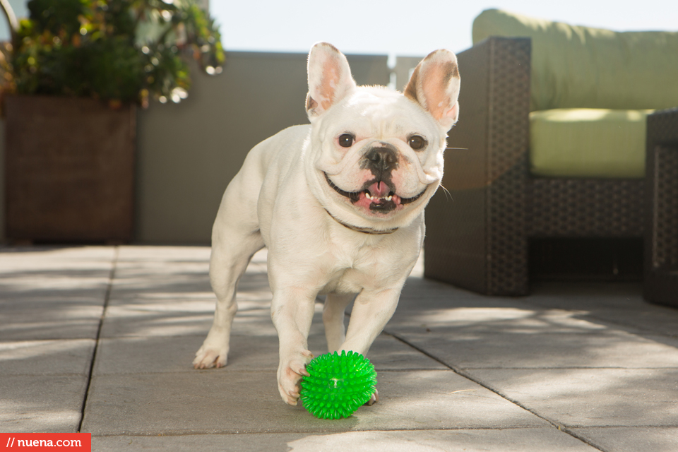 french bulldog san francisco