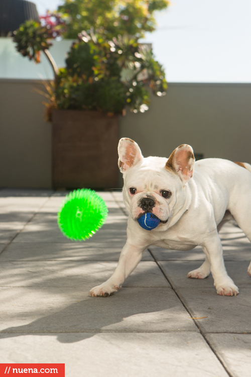 french bulldog san francisco