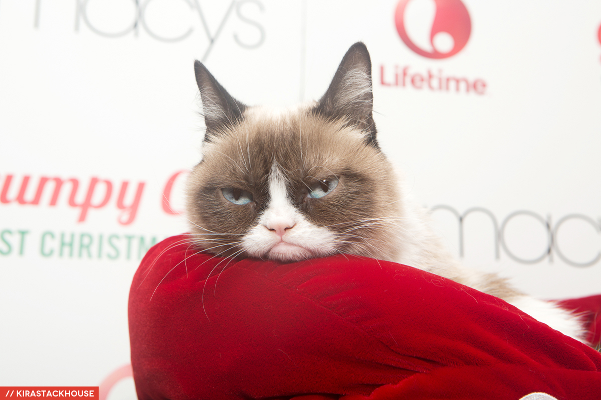 grumpy cat