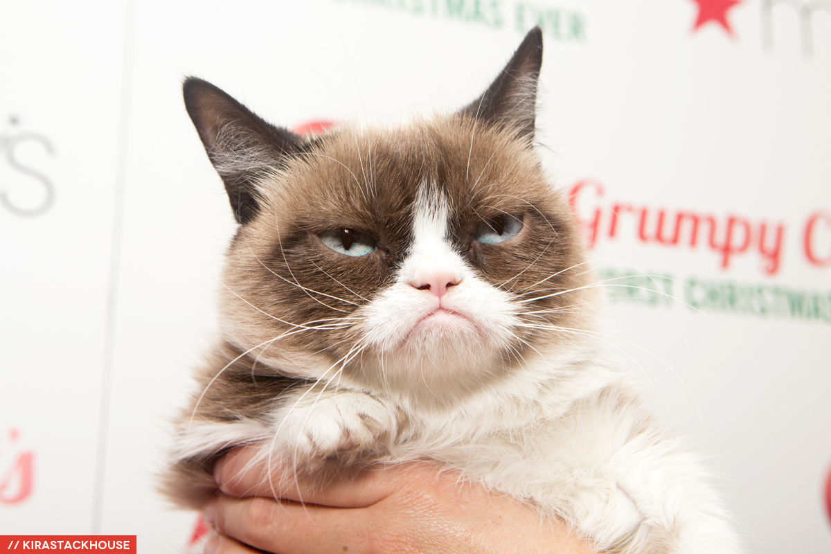 grumpy cat