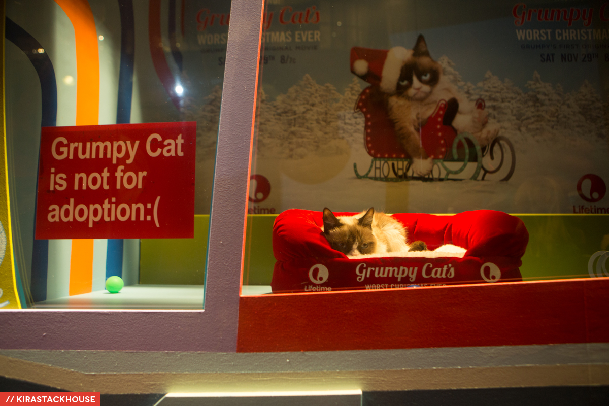 SF SPCA Holiday Windows With Grumpy Cat