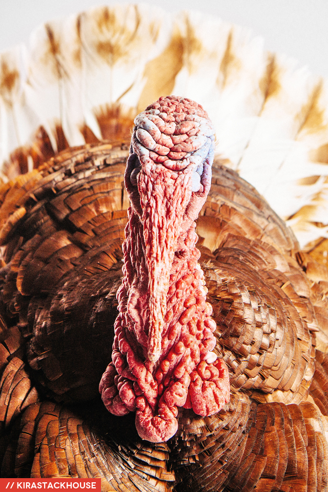 turkey face