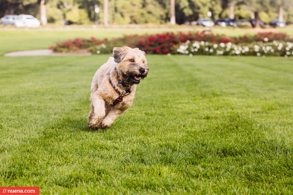 san mateo pet photographer