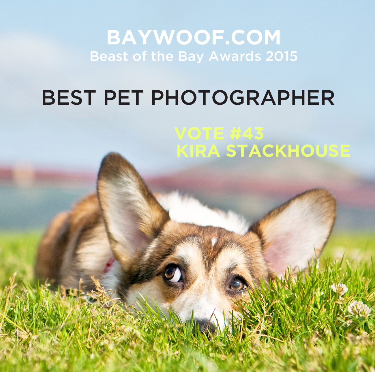 best pet photographer