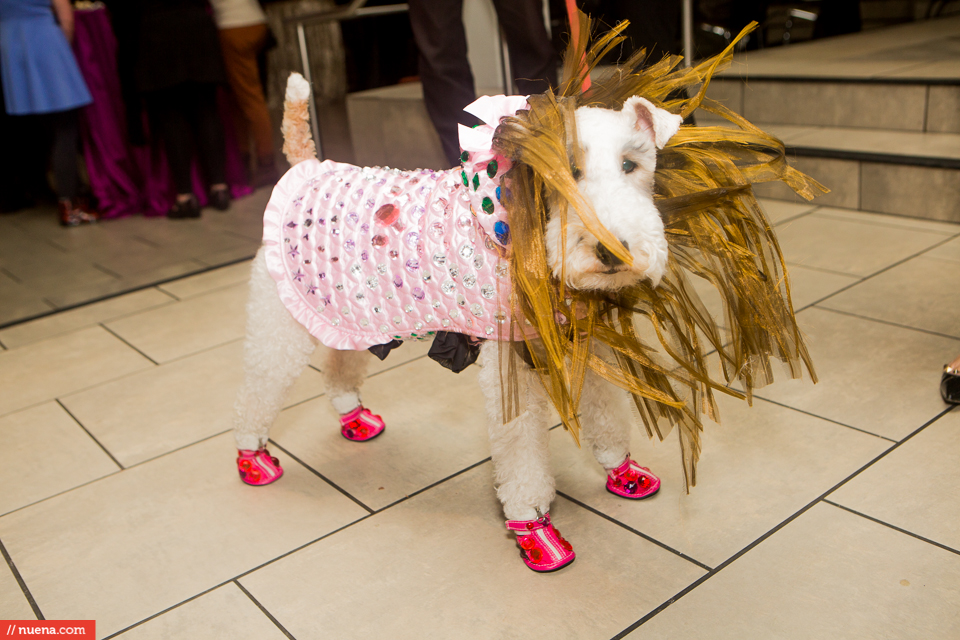 dog fashion show