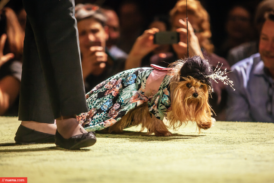 dog fashion show san francisco