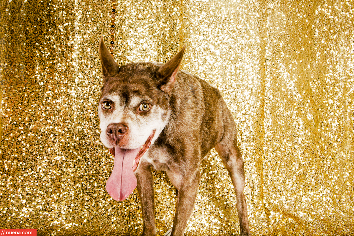 world's ugliest dog 2015