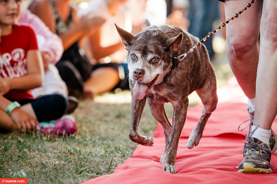 Ugliest best sale dog 2015