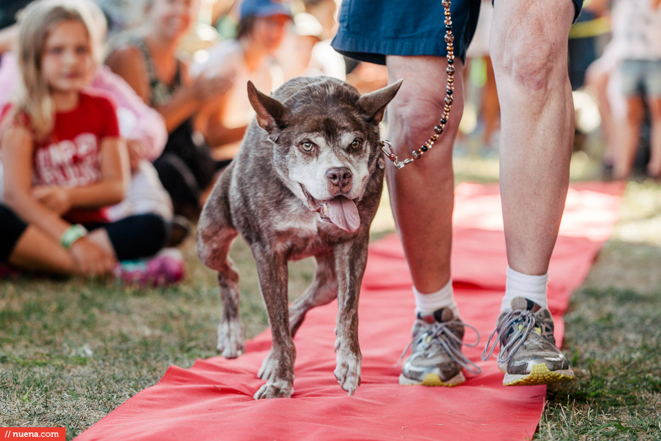 world's ugliest dog