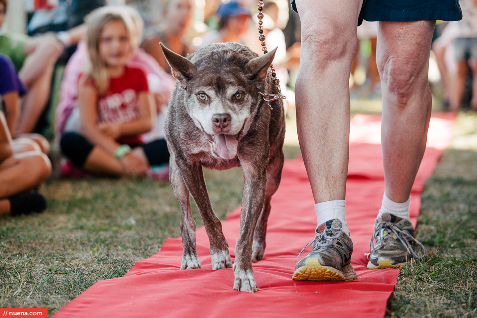 world's ugliest dog quasimodo