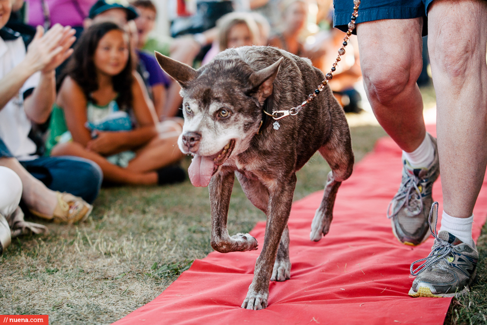 world's ugliest dog 2015