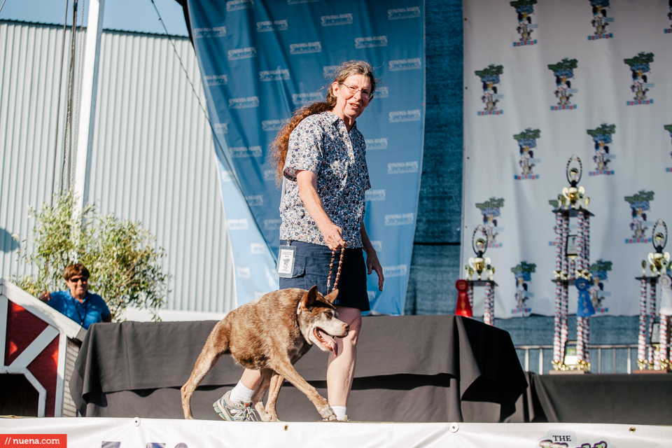 world's ugliest dog contest