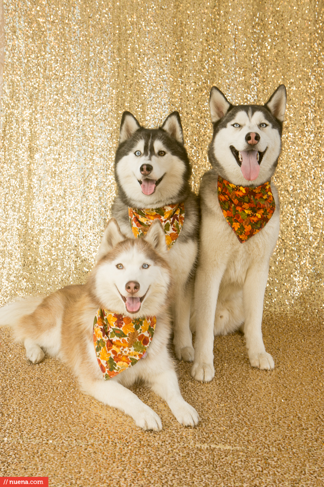 cute siberian huskies