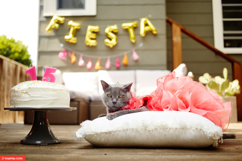 cat birthday party