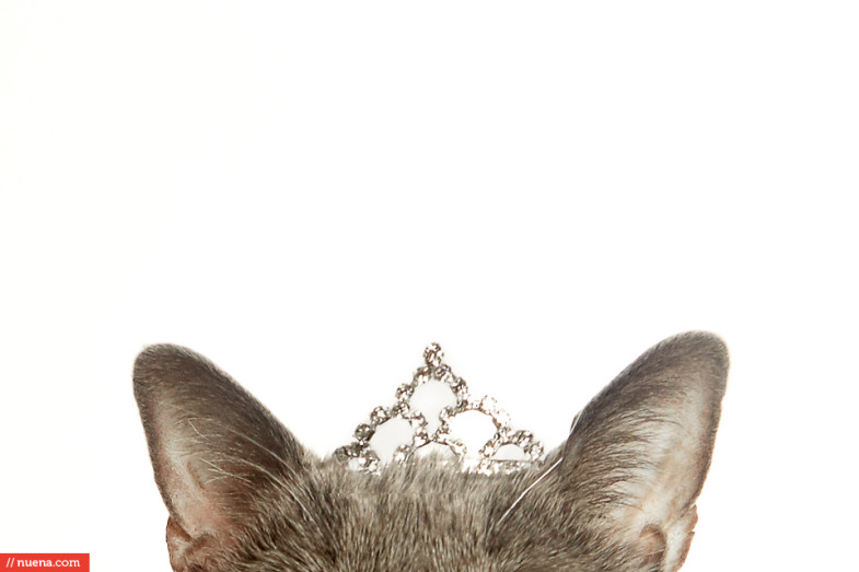 pet tiara