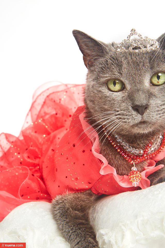 beautiful gray cat