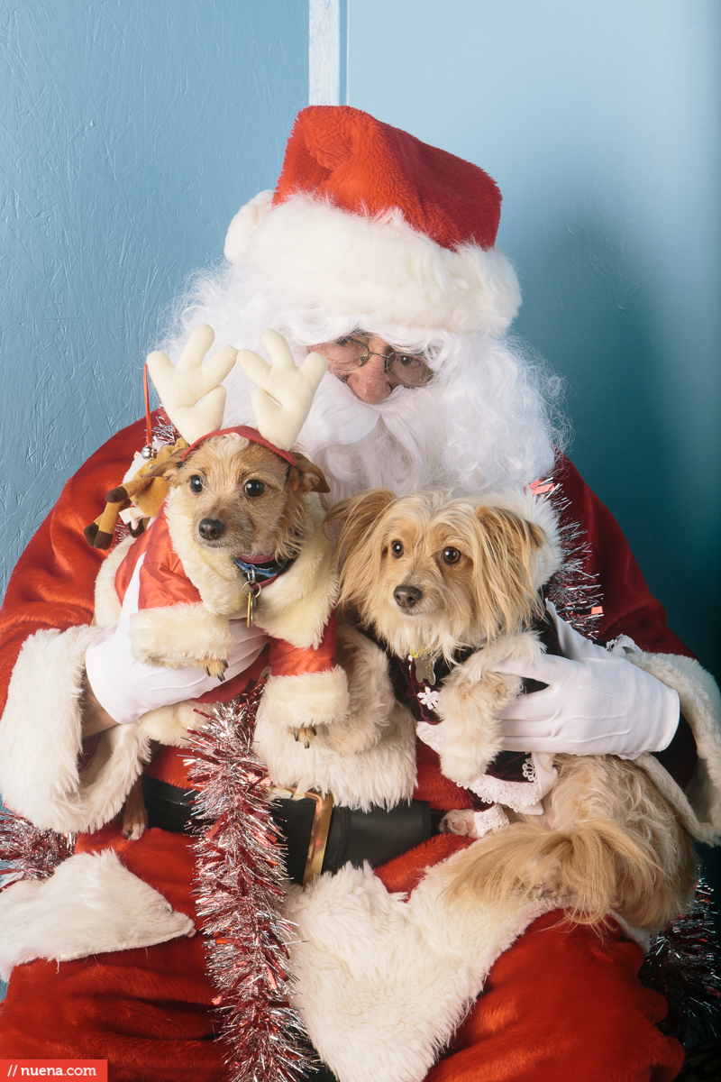 dogs with santa