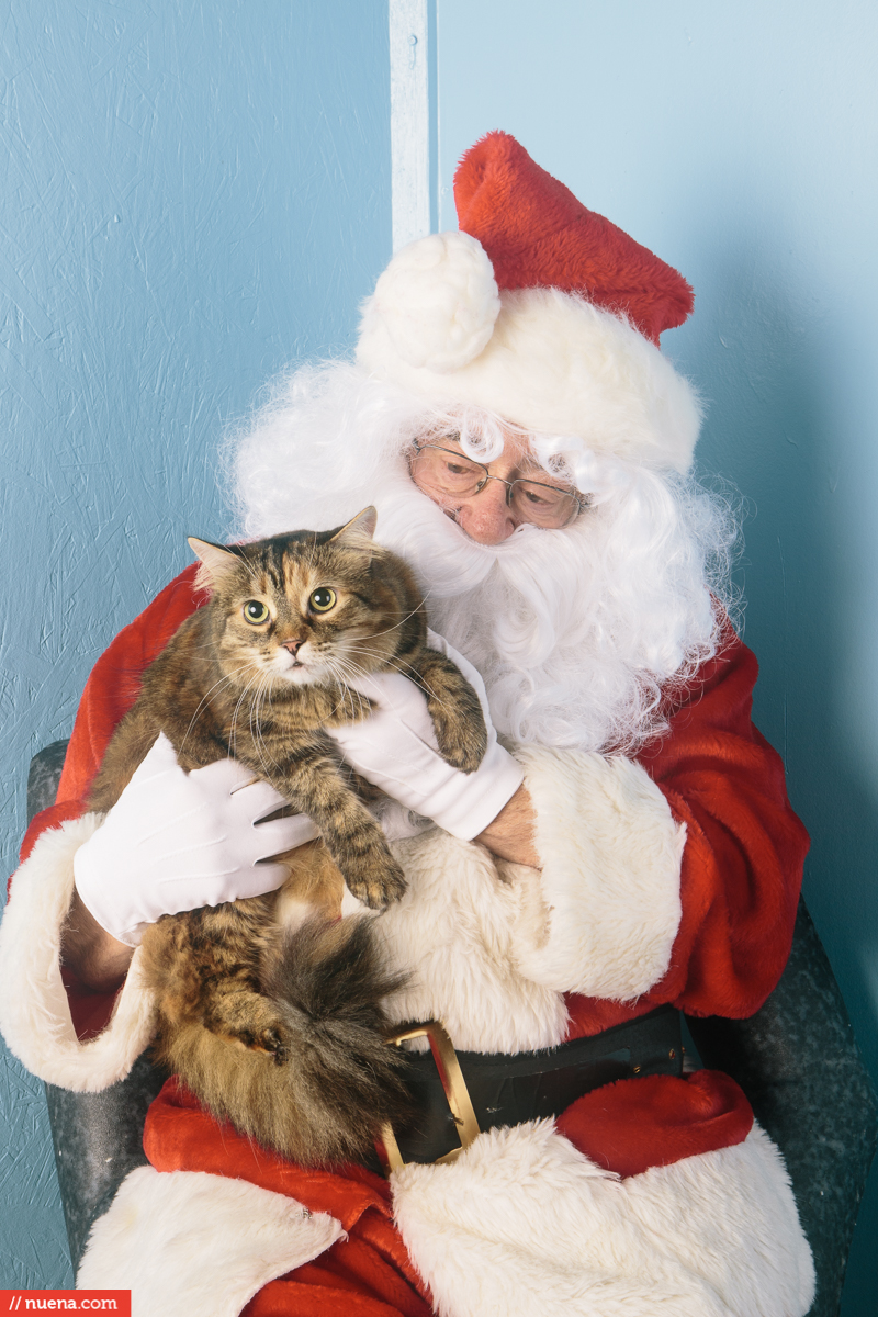 cat and santa