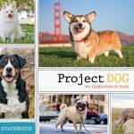 Project DOG by Kira Stackhouse | SF Bay Area Best Pet Photographer