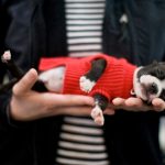 Harley the Boston Terrier Puppy | Nuena Photography