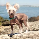 Oakland Pet Photographer | Nuena Photography | Chinese Crested