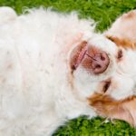 Daily Dog - Lizzie the Clumber Spaniel | Nuena Photography by Kira Stackhouse