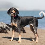 Daily Dog - Bluetick Coonhound | Best Pet Photographer Bay Area | Nuena Photography