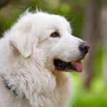 Daily Dog - Alibi the Great Pyrenees | Nuena Photography by Kira Stackhouse