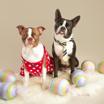 Professional Dog Photographer - Easter Boston Terrier | Kira Stackhouse