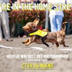 Bay Area A-List - Best Pet Photographer | Nuena Photography