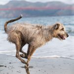Daily Dog - Bronte the Irish Wolfhound | Nuena Photography by Kira Stackhouse