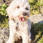 Oakland Dog Photographer - Point Isabel | Nuena Photography by Kira Stackhouse