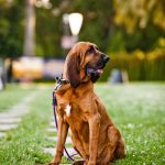 San Francisco Dog Photographer - Bloodhound | Kira Stackhouse