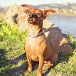 Murf the Chihuahua Dachshund Mix - Point Isabel Dog Park | Nuena Photography