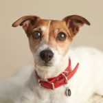 San Francisco Dog Photographer - Rat Terrier | Nuena Photography by Kira Stackhouse