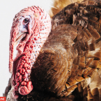 The Most Glamorous Turkey Photos You’ll Ever See!