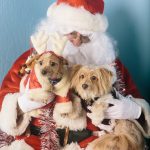 dogs with santa